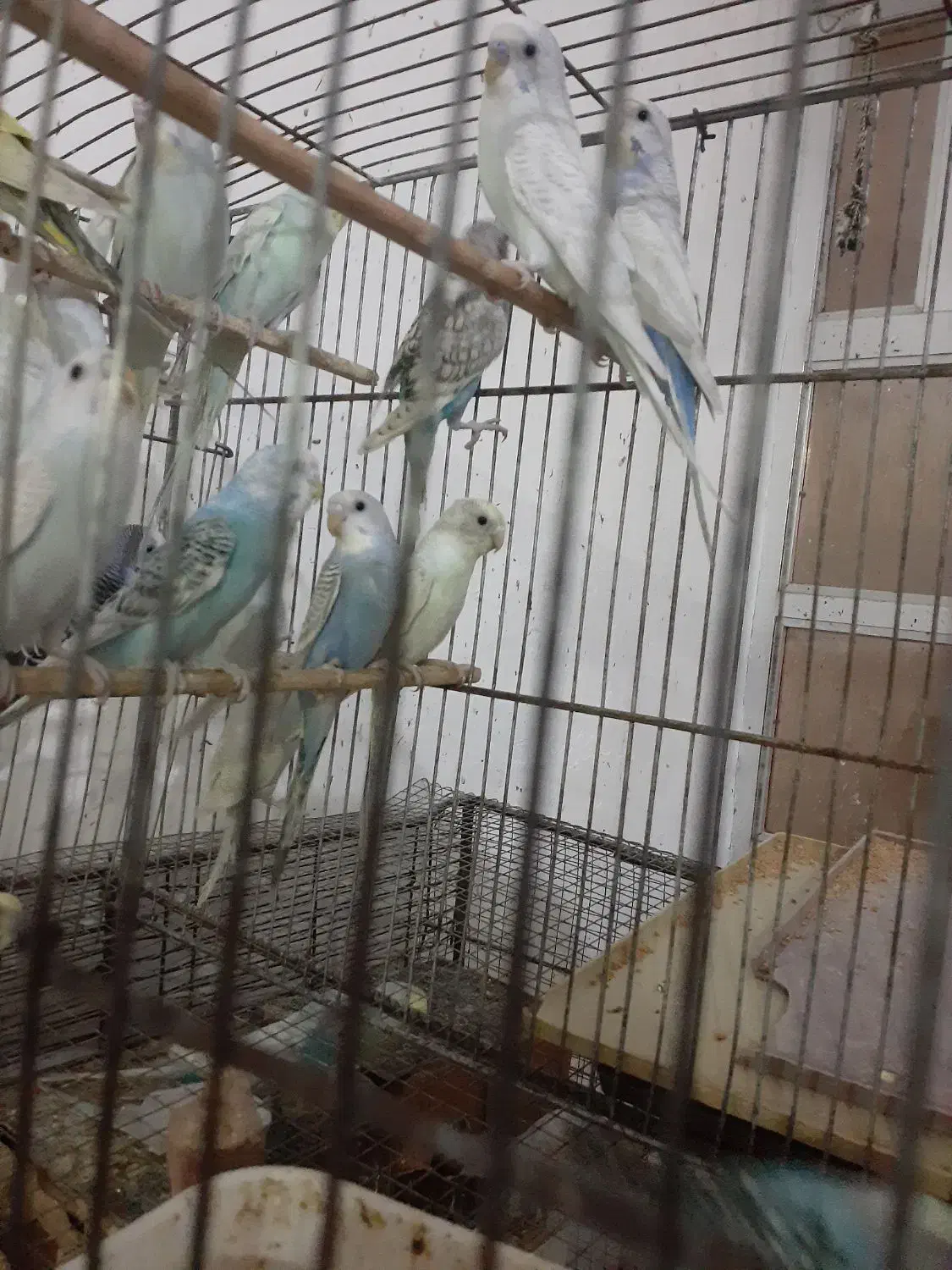 جوجه عروس هلندی سرلاکی تا ۵ ماه دستی مرغ عشق|پرنده|برازجان, |دیوار