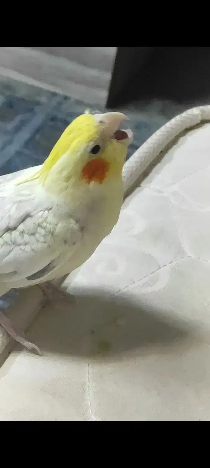 گمشده فوری طوطس عروس|حیوانات|آستانه اشرفیه, |دیوار