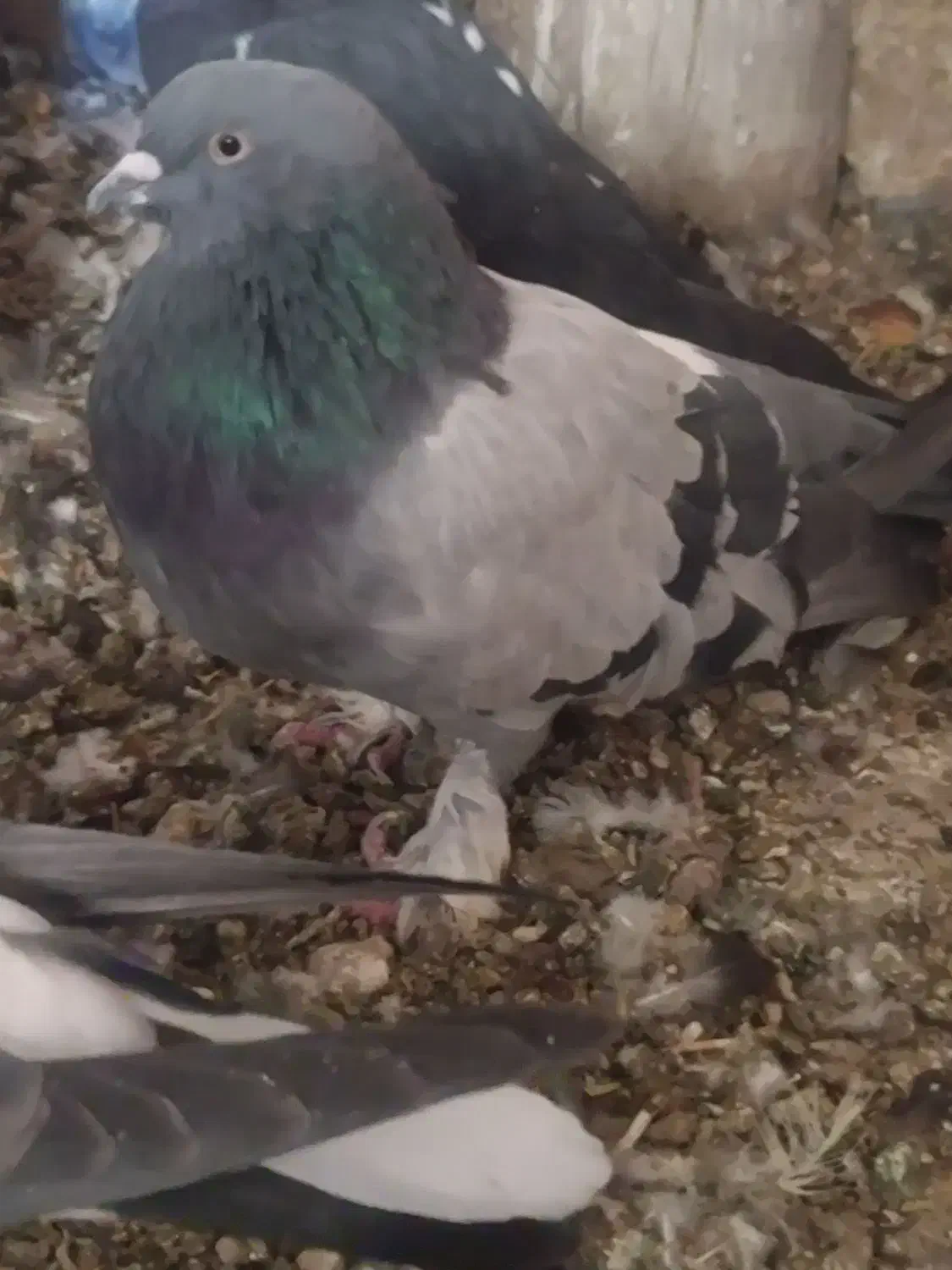 دوتا نر فروشی|پرنده|شهرکرد, |دیوار