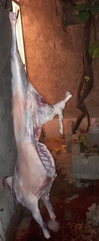 کهره ریز، چاق|حیوانات مزرعه|شیراز, رکنآباد|دیوار