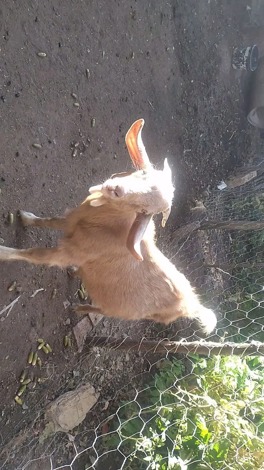 گیسک نر|حیوانات مزرعه|زمکان, |دیوار