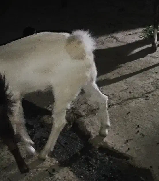 دوتا‌تروشت‌فروشی|حیوانات مزرعه|ایرانشهر, |دیوار