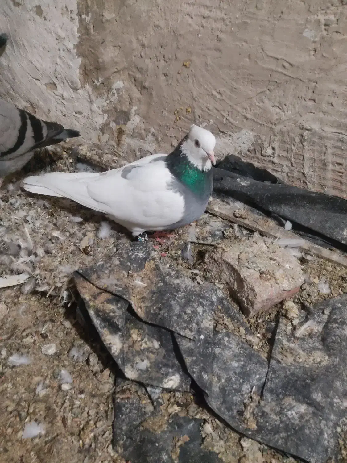 کبوتر طوقی|پرنده|گنبد کاووس, |دیوار