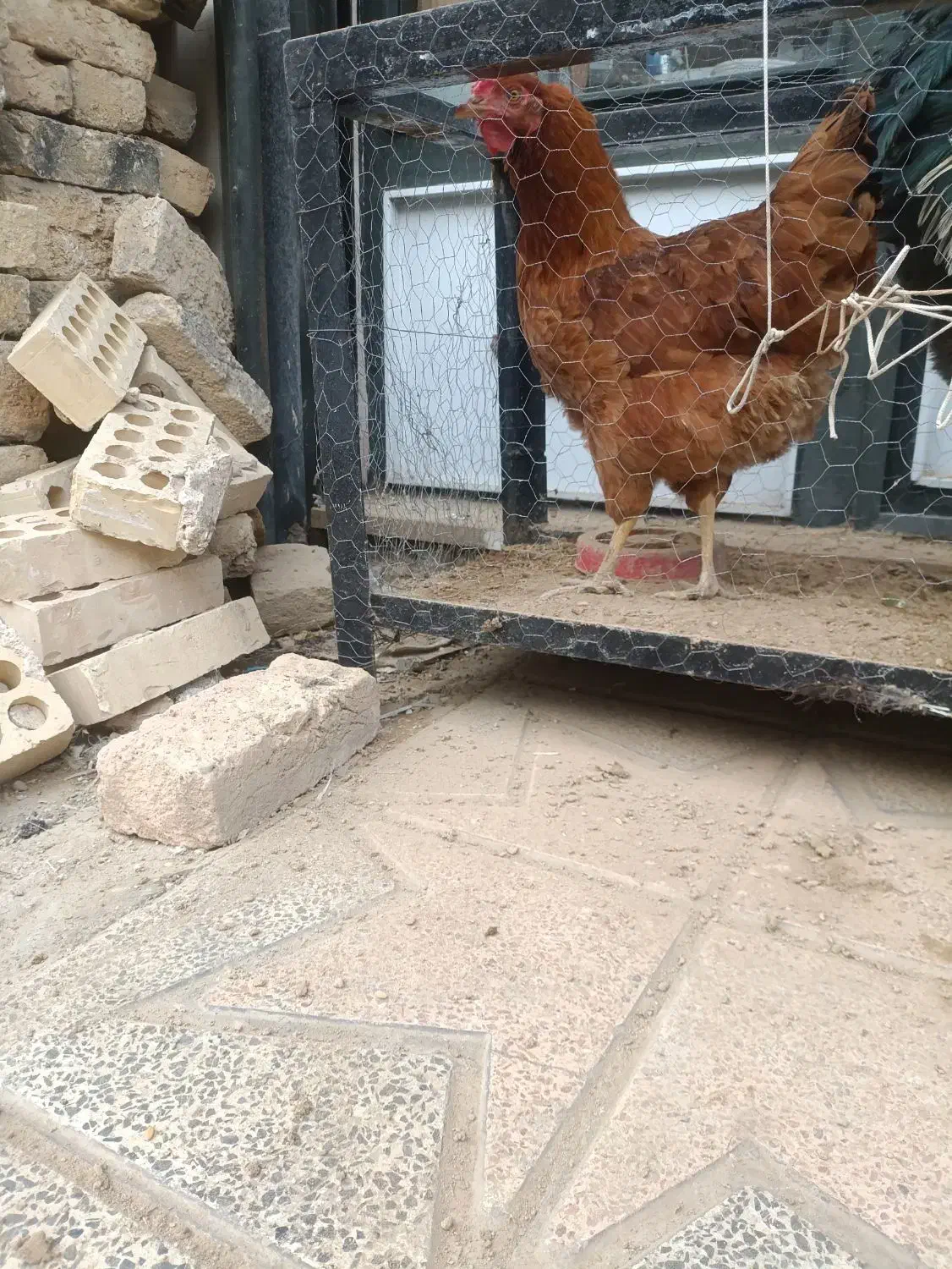 مرغ خروس محلی|حیوانات مزرعه|اسلامشهر, شهرک امام حسین (میان آباد)|دیوار