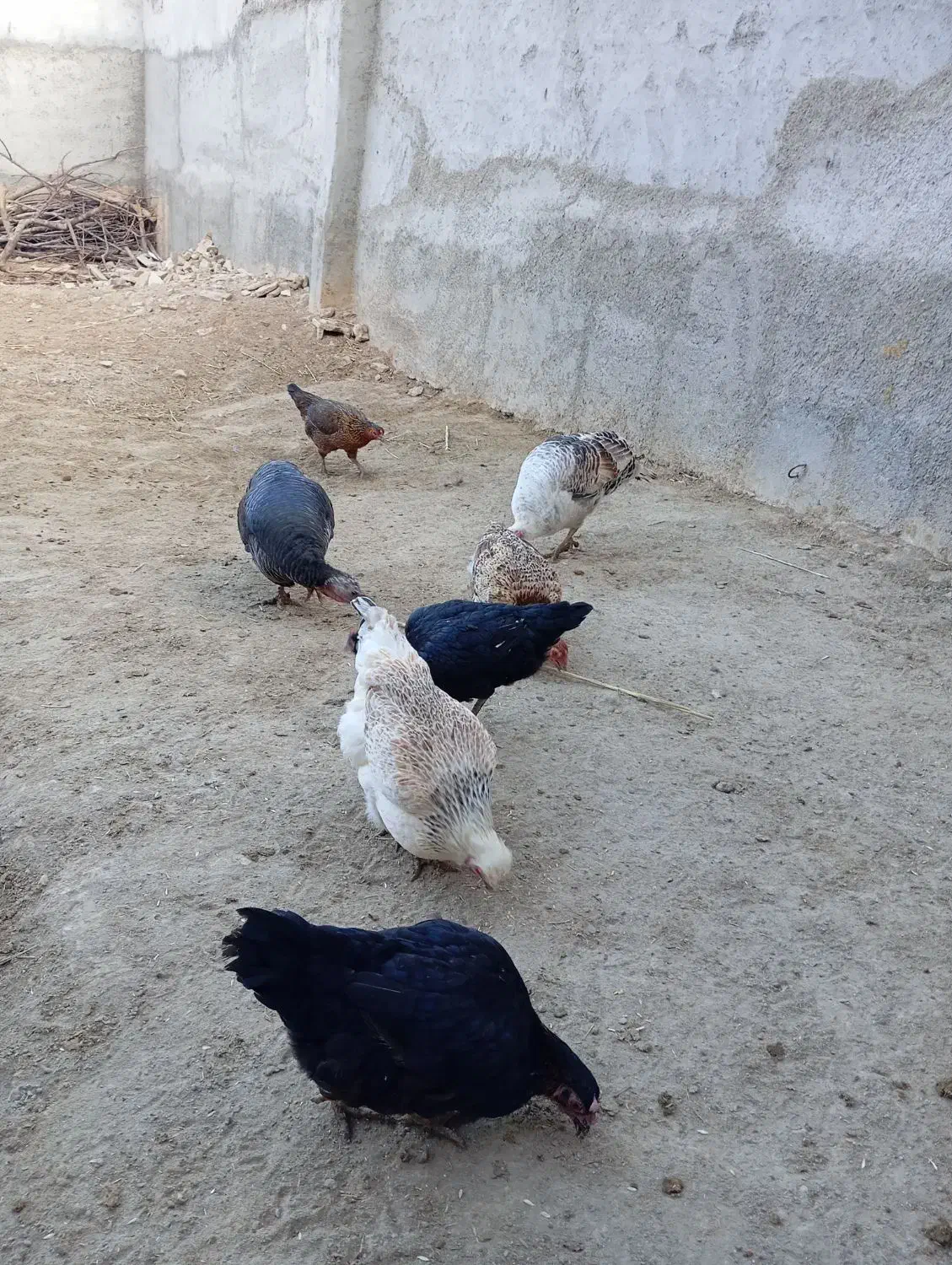 فروش مرغ و بقلمون|حیوانات مزرعه|بجنورد, |دیوار