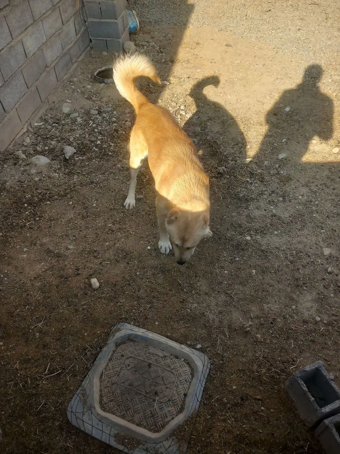 سگ گمشده|حیوانات|شیروان (خراسان), |دیوار