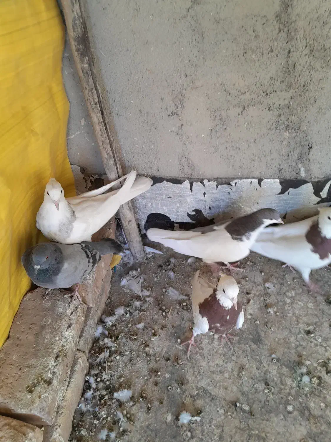 کبوتر دورگ، کله،وخوشرنگ|پرنده|مبارکه, |دیوار