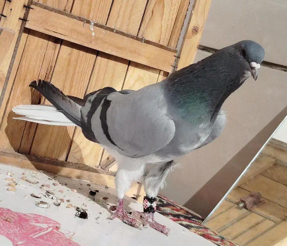 دمگیر نر خرقه گلدم|پرنده|برخوار, |دیوار