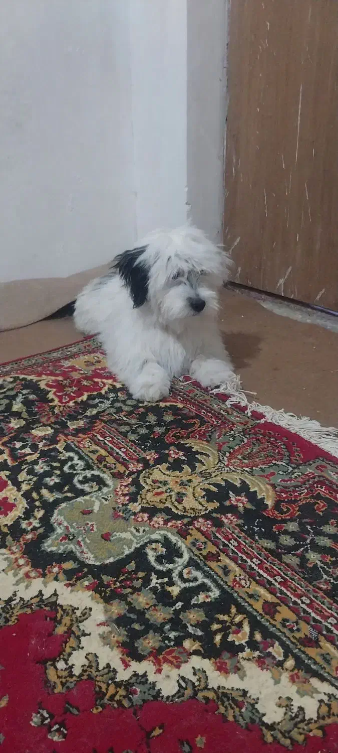 توله سگ پاکوتاه شیتزو|سگ|شیروان (خراسان), |دیوار