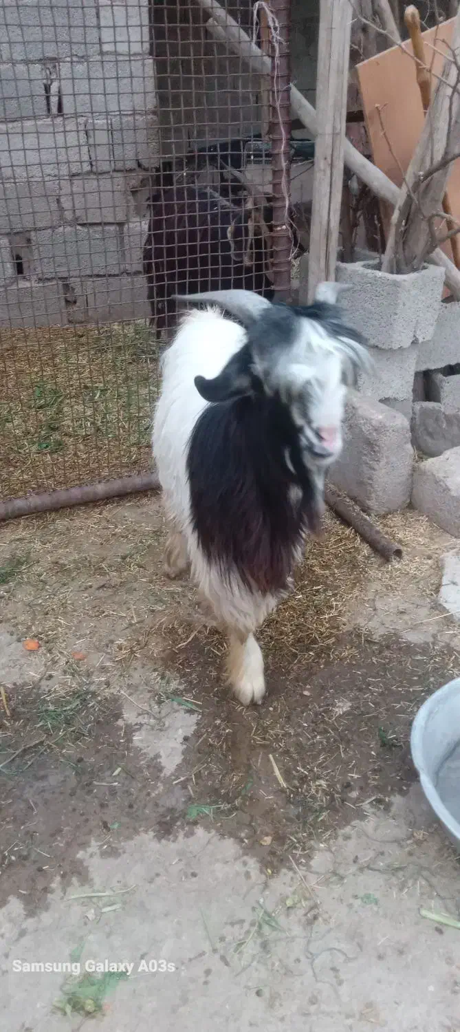 بره|حیوانات مزرعه|گتوند, |دیوار