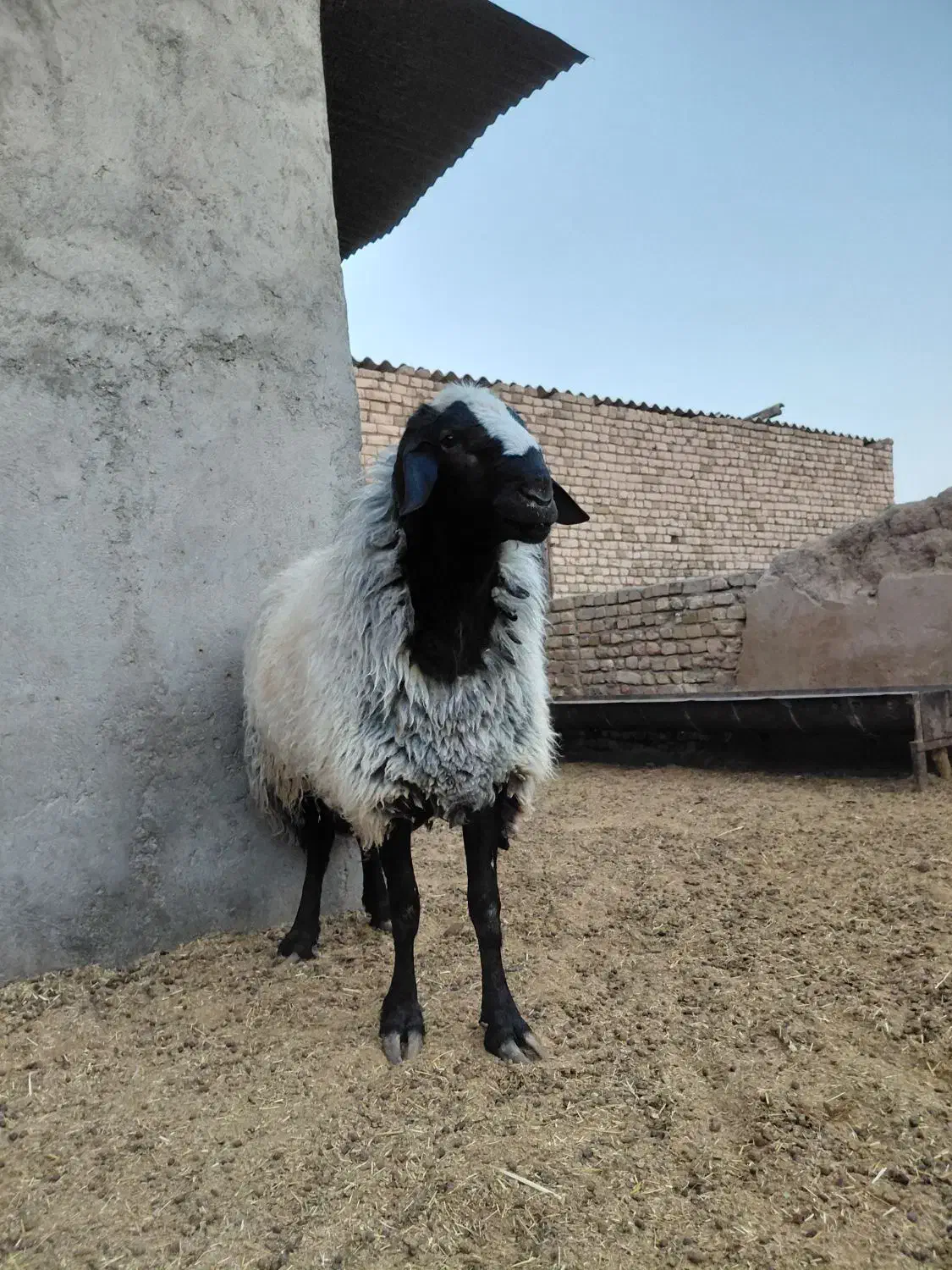 قوچ|حیوانات مزرعه|رامند, |دیوار