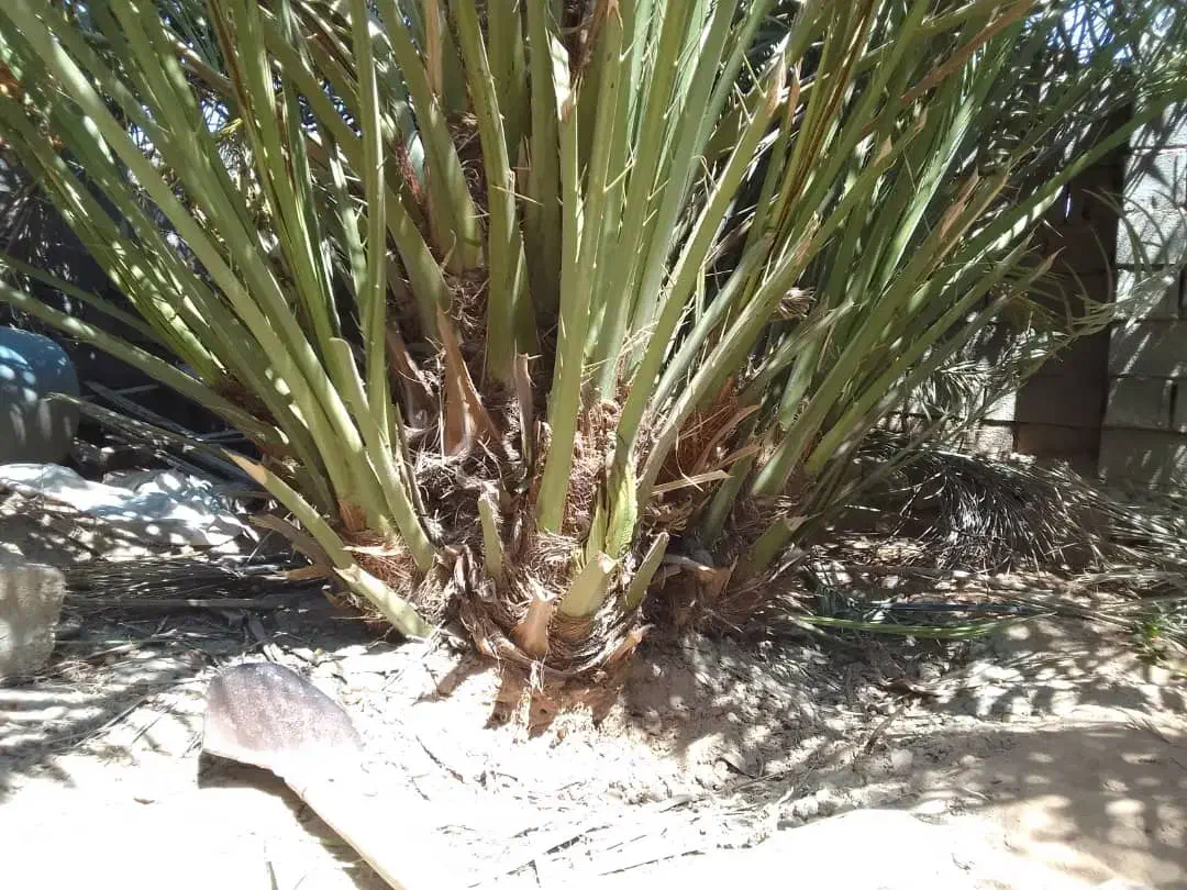 بچه نخل یا همون پاجوش برحی موجوداست|حراج|بوشهر, |دیوار