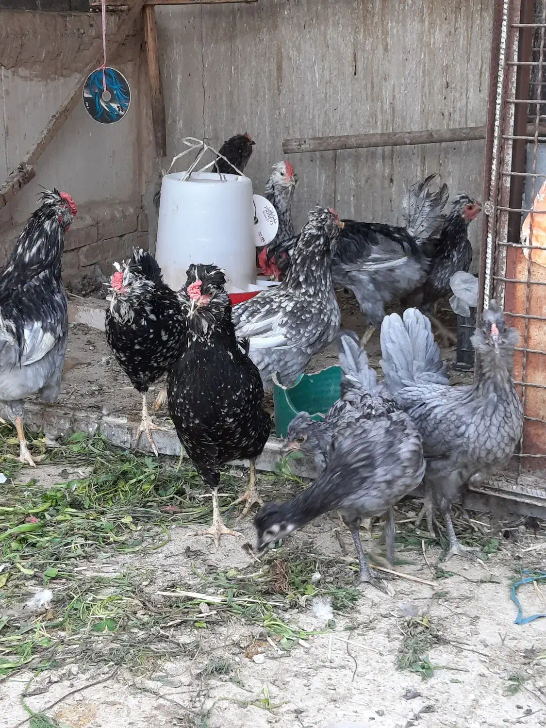 تخم مرغ نطفه دار گلین|حیوانات مزرعه|ری, دیلمان|دیوار