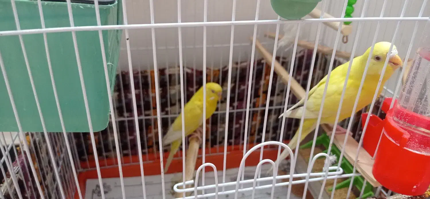 مرغ عشق لوتینو|پرنده|بندر امام خمینی, |دیوار