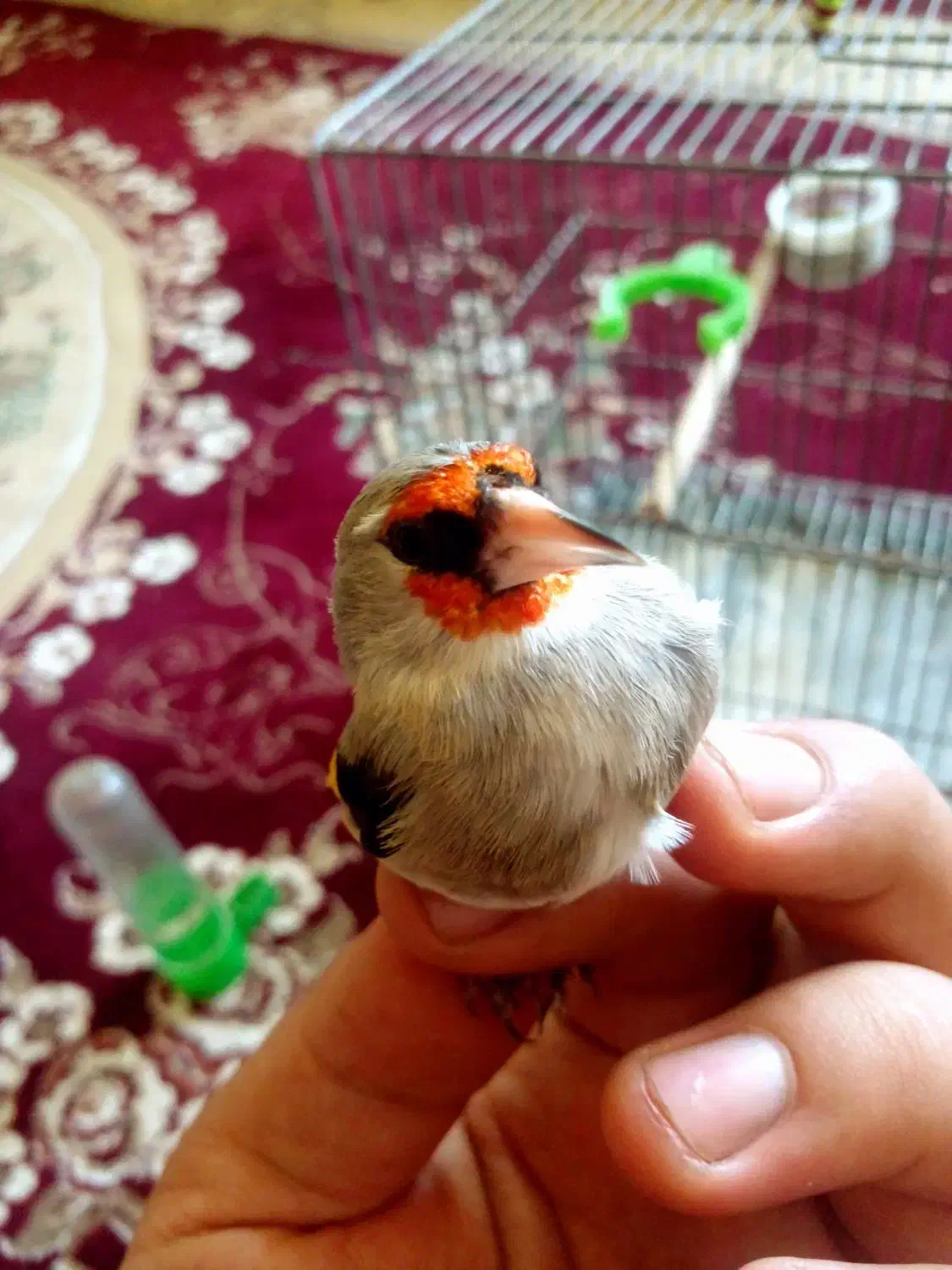 سهره کرمونی نر|پرنده|شیراز, شاپورجان|دیوار