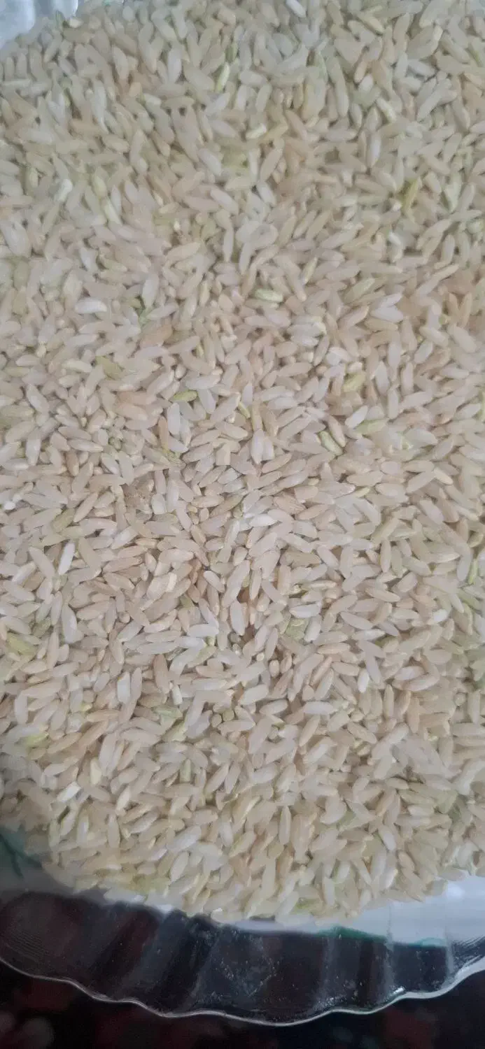 برنج لنجون درجه یک خوشبو خوشطعم و خوشپخت|خوردنی و آشامیدنی|یاسوج, |دیوار