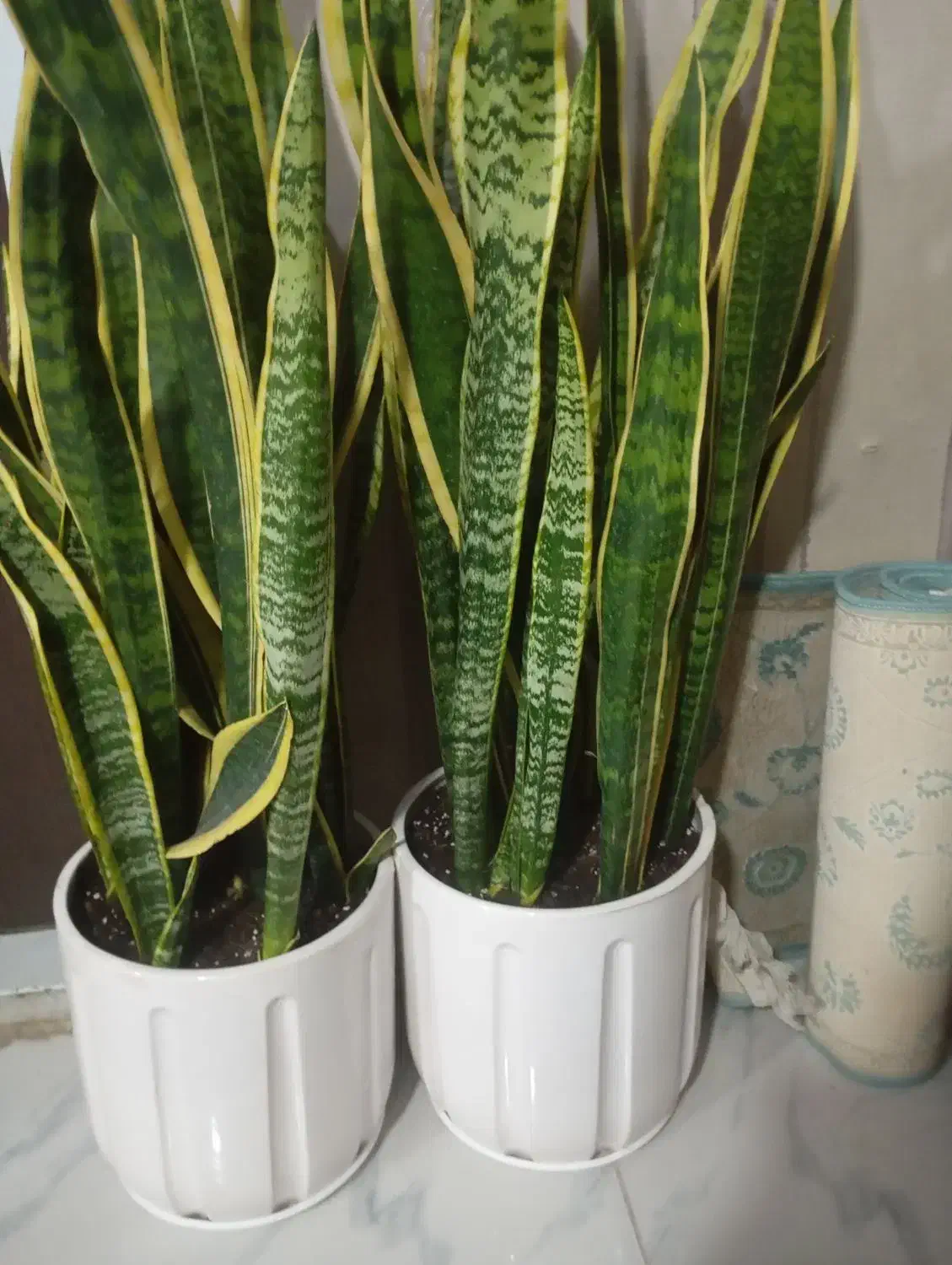 گل گیاه|گل و گیاه طبیعی|ری, ملکآباد|دیوار