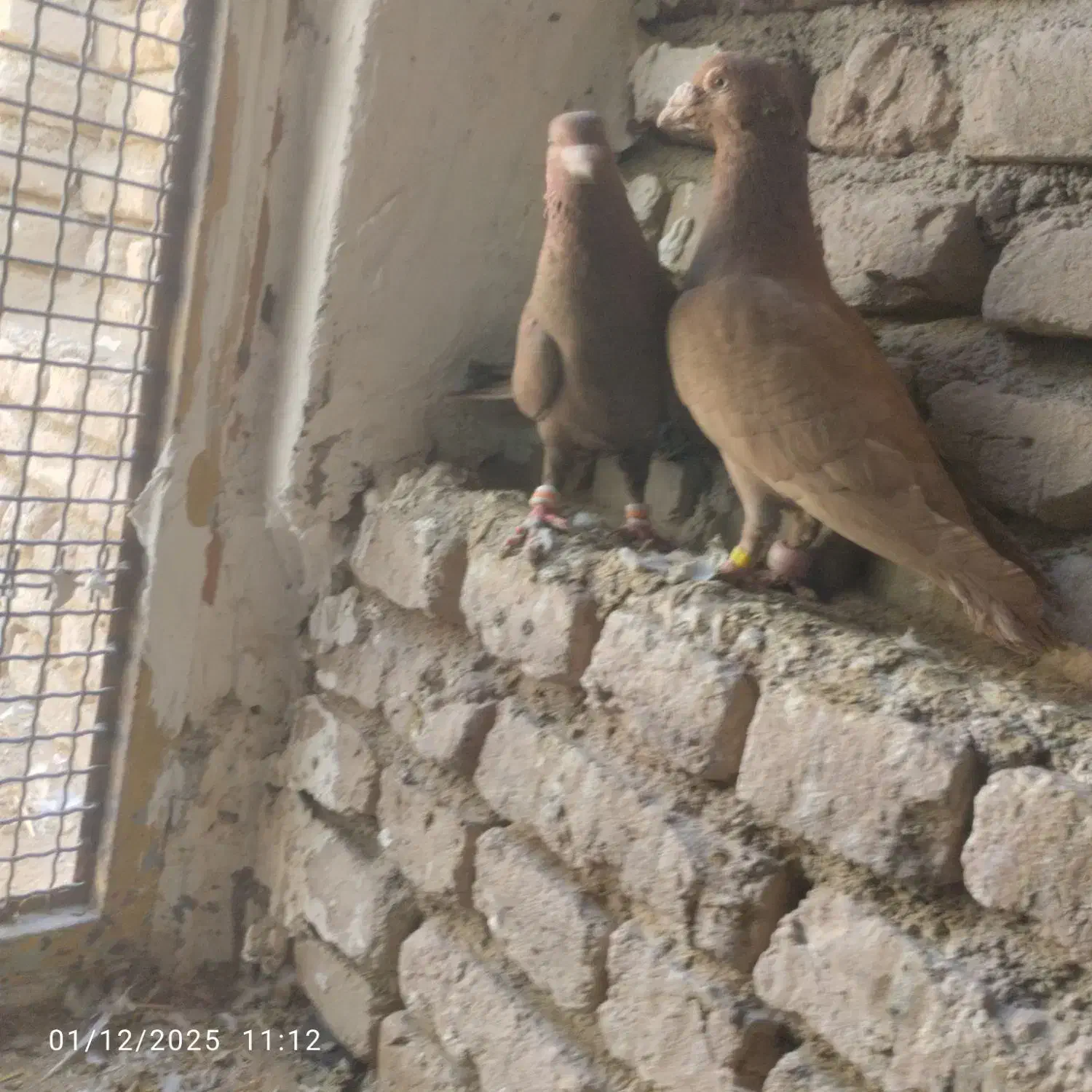 کبوتر فروشی|پرنده|هلالی, |دیوار