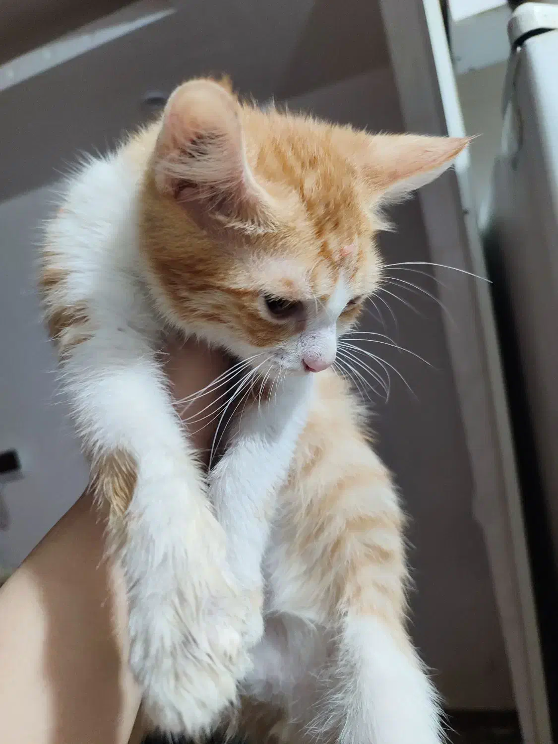 گربه|گربه|گرگان, |دیوار