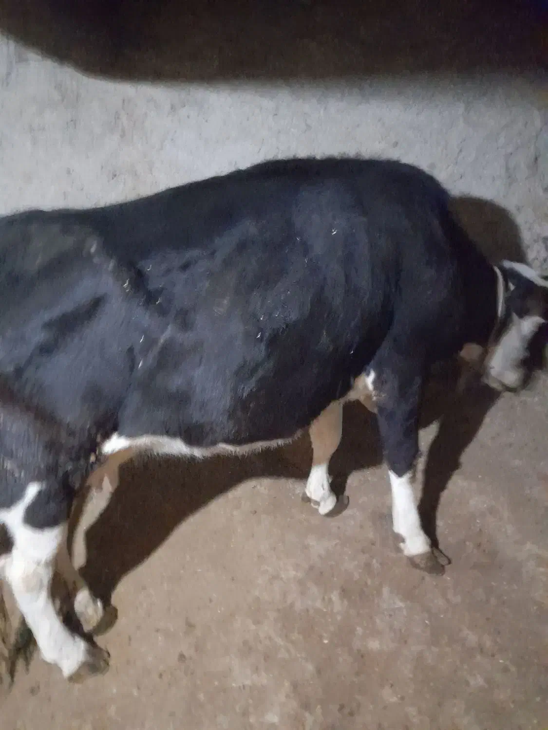 گاو سمینتال|حیوانات مزرعه|مریوان, |دیوار