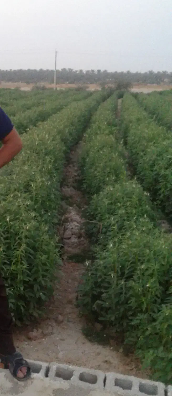 زمین کشاورزی اجاره|اجارهٔ دفتر صنعتی، کشاورزی، تجاری|برازجان, |دیوار