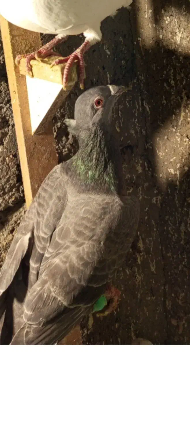 کفتر گمشده|حیوانات|سبزوار, نواب صفوی|دیوار