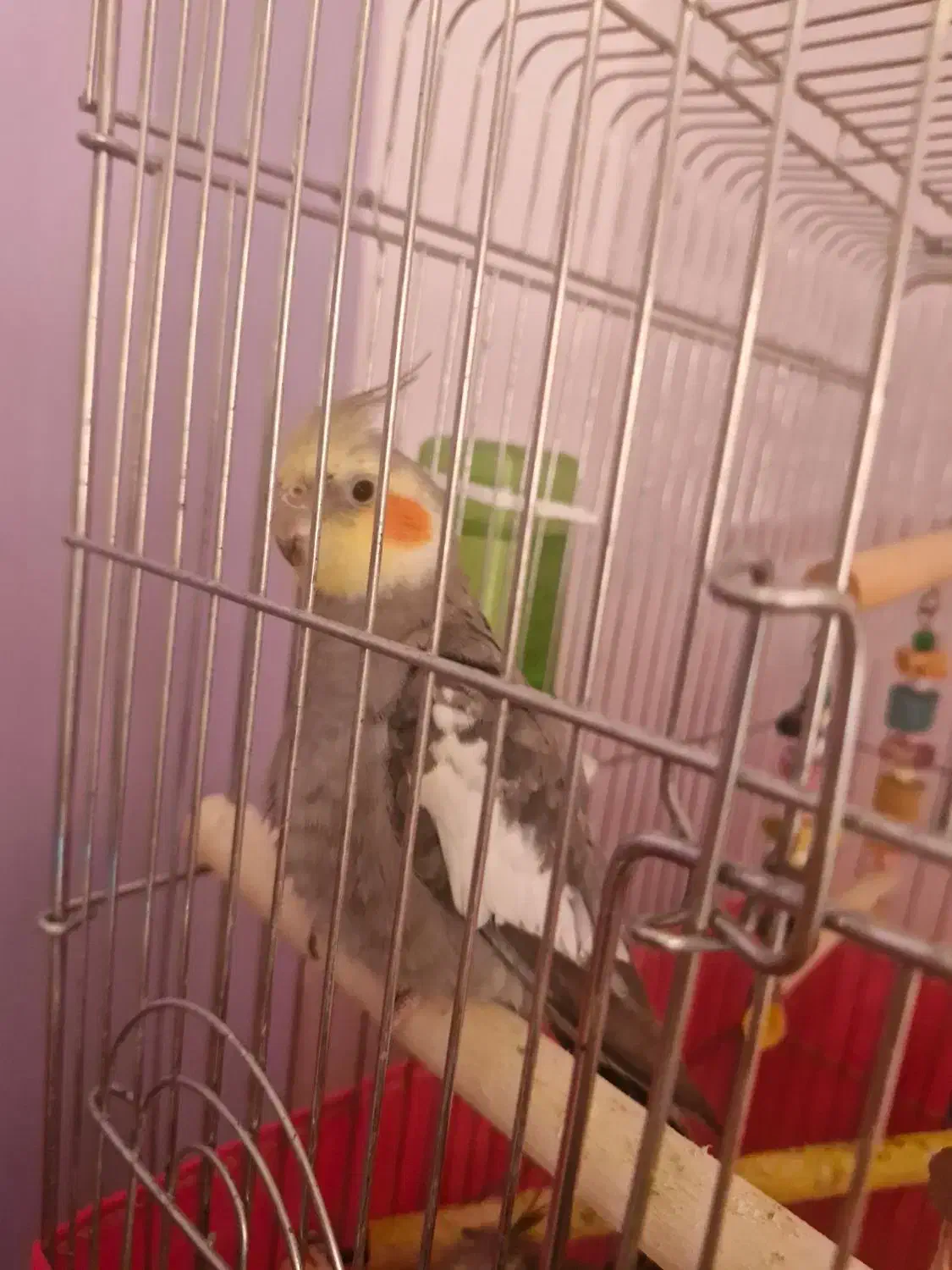 عروس سرلاکی و عروس نر بالغ|پرنده|لاهیجان, قیام|دیوار