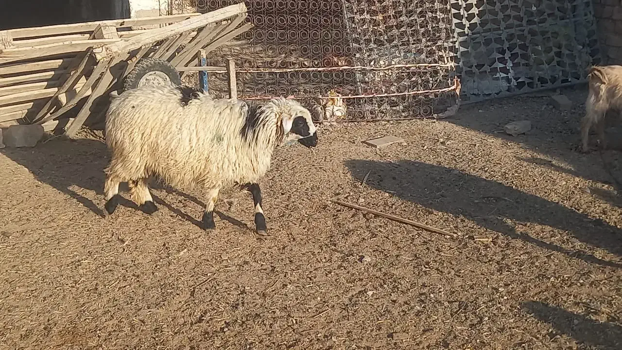 بره ریز|حیوانات مزرعه|مرودشت, پشت سایپا|دیوار