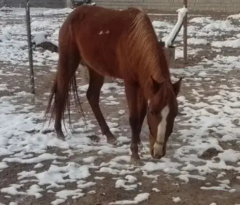 اسب آبستن|اسب و تجهیزات اسبسواری|مشهد, سناباد|دیوار