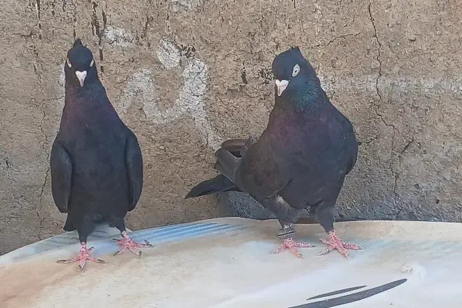 کبوتر زاغ اصل|پرنده|سامان, |دیوار