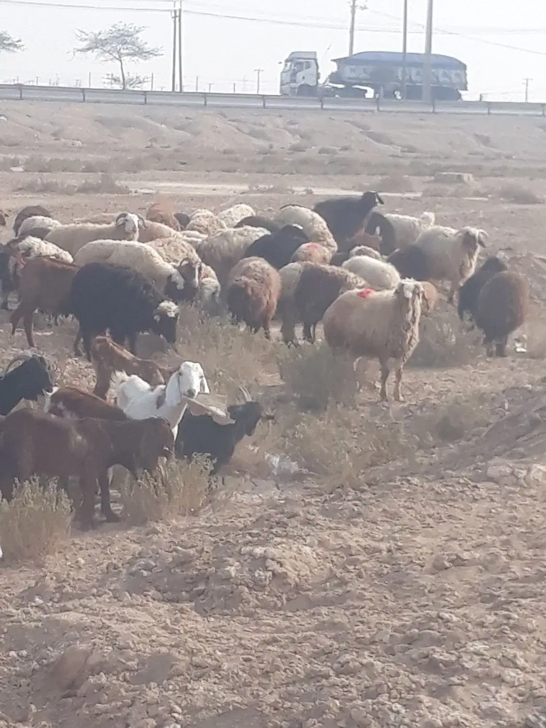 فروش بره چاق درجه یک گوشتی وزنده ونذری خونریزی|حیوانات مزرعه|بندر امام خمینی, |دیوار