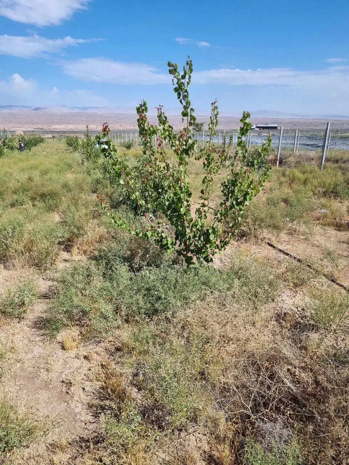 فروش باغ زیبا و آینده دار|فروش زمین و ملک کلنگی|زنجانرود, |دیوار