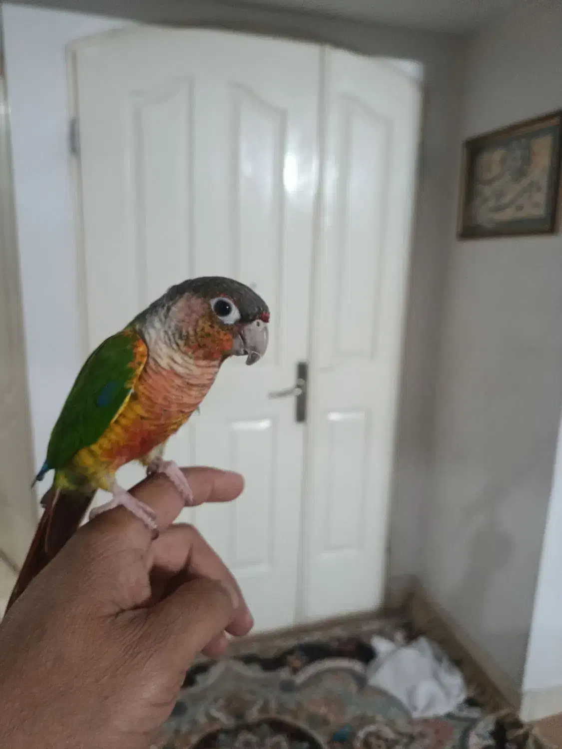 گرینجیگ نر آماده با قرمزی بالا باتست جنسیت|پرنده|مشهد, شهید آوینی|دیوار