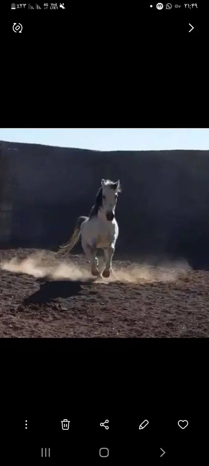 اسب مادیان|اسب و تجهیزات اسب‌سواری|رفسنجان, |دیوار