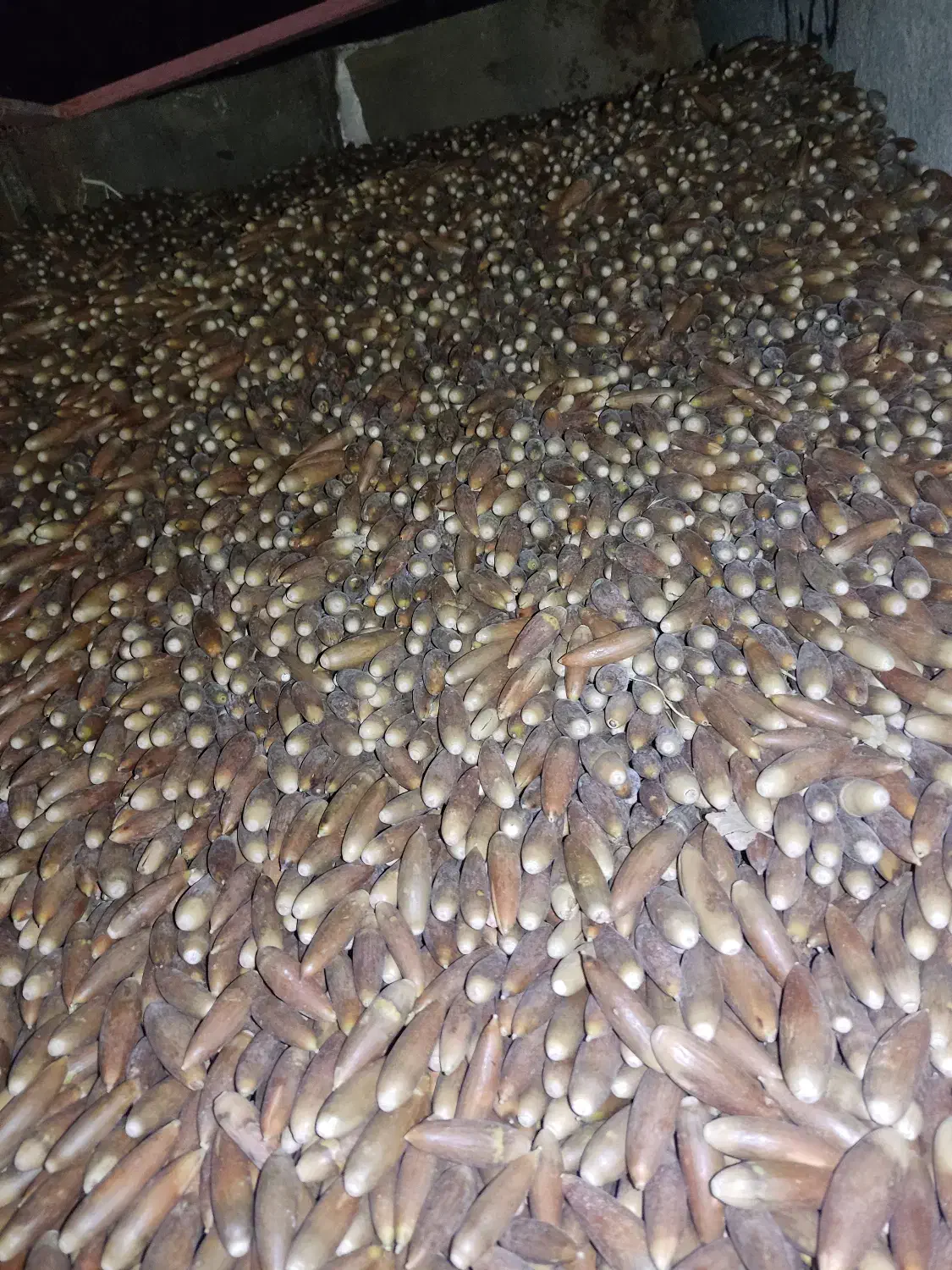 حیوانات مزرعه|حیوانات مزرعه|دهدشت, |دیوار