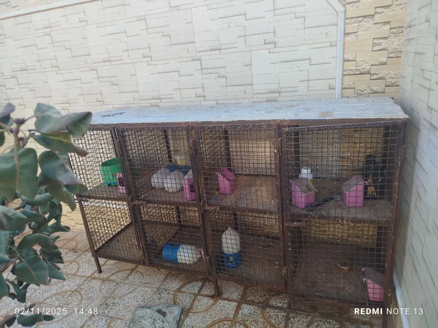 جفت گاه کبوتر|لوازم جانبی حیوانات|سده (خراسان جنوبی), |دیوار