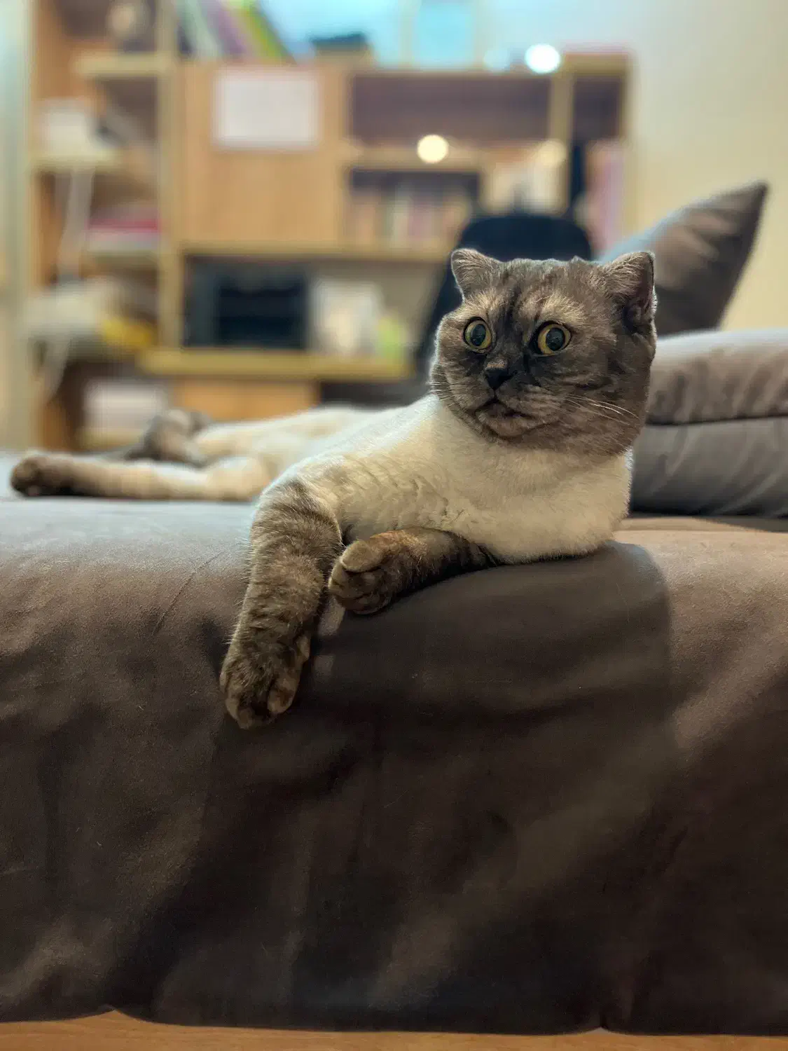 اسکاتیش فولد دختر، آماده جفت‌گیری|گربه|اصفهان, سپاهان‌شهر|دیوار