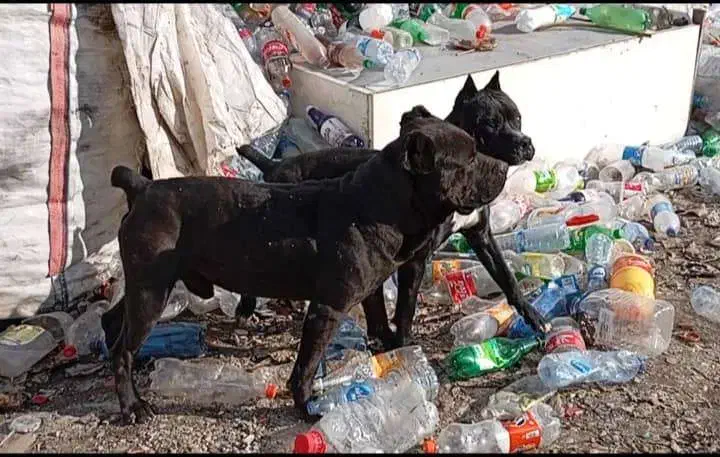 واگذاری توله پیتبول|سگ|ساری, |دیوار