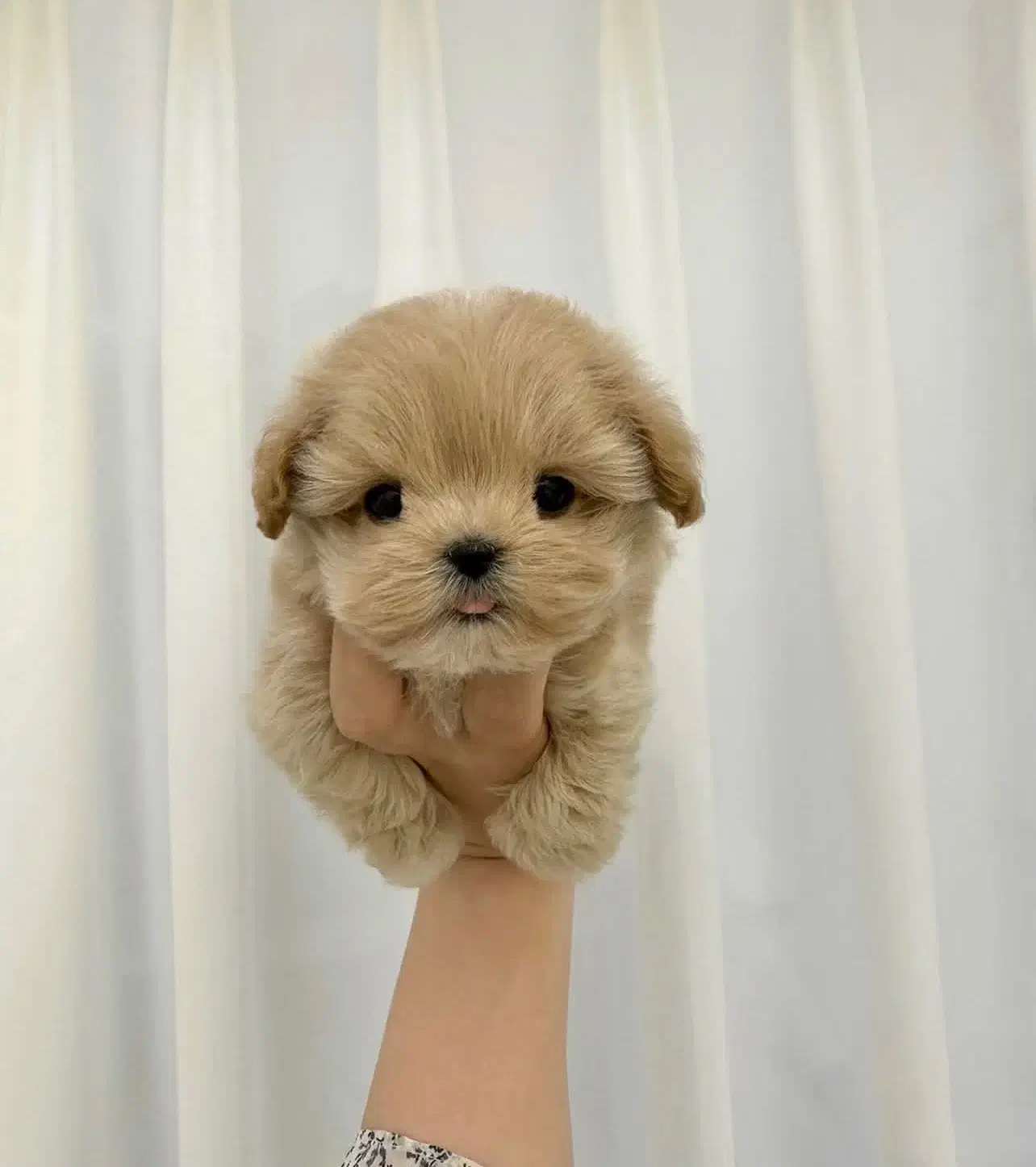 پودل|سگ|تهران, میدان ولیعصر|دیوار