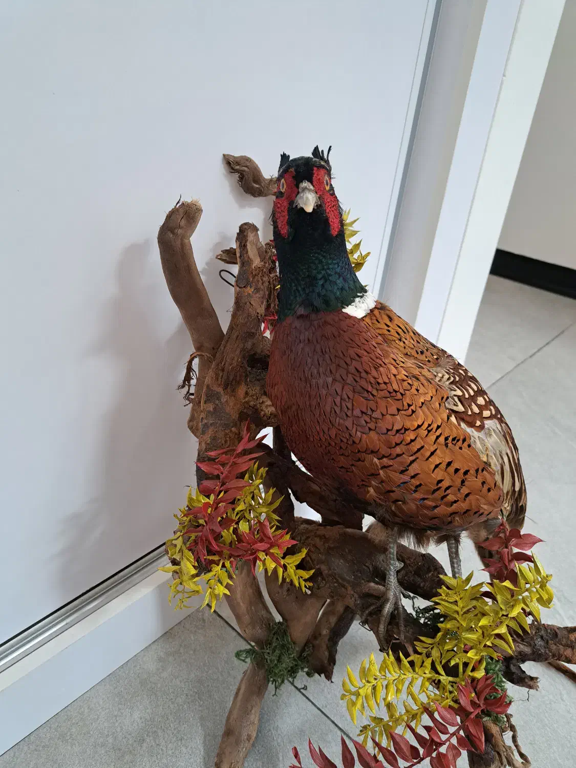 پرنده قرقاول|صنایع دستی و سایر لوازم تزئینی|بابلسر, |دیوار