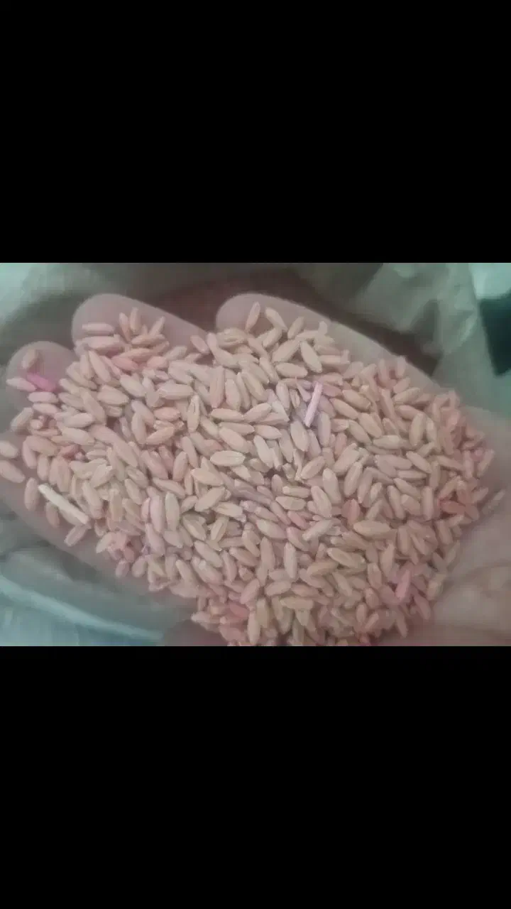 گندم دیم بذر باران|خدمات باغبانی و درختکاری|قوچان, |دیوار