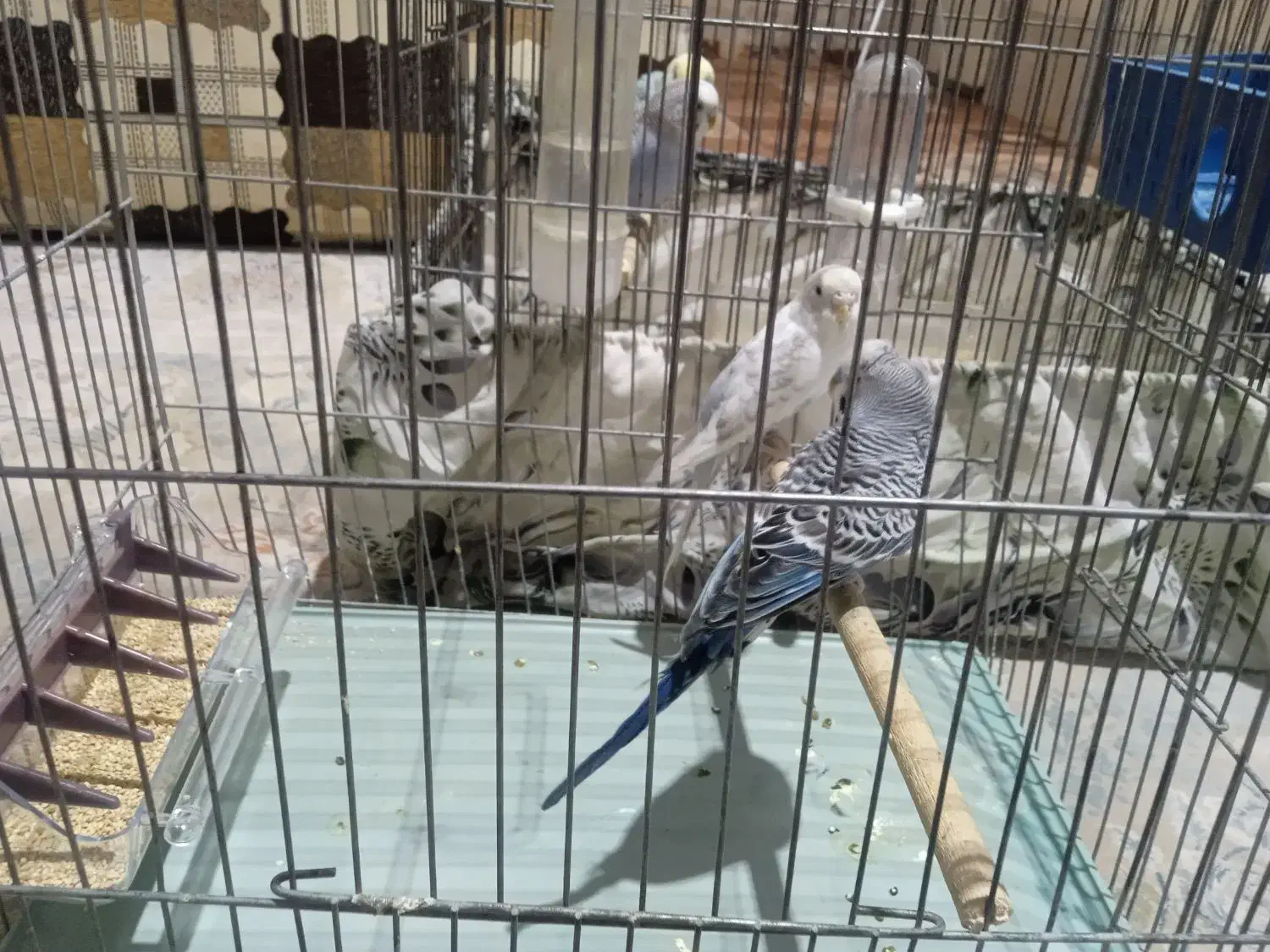 مرغ عشق معاوضه|پرنده|قم, شهرک مهدیه (مدرس)|دیوار