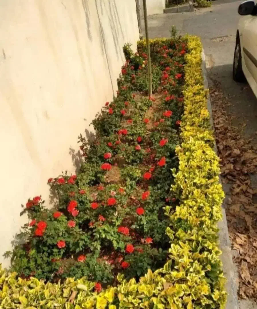 باغبانی باغچه کاری گل کاری.هرس کاری.گل وگیاه|خدمات باغبانی و درختکاری|تهران, تهرانپارس غربی|دیوار
