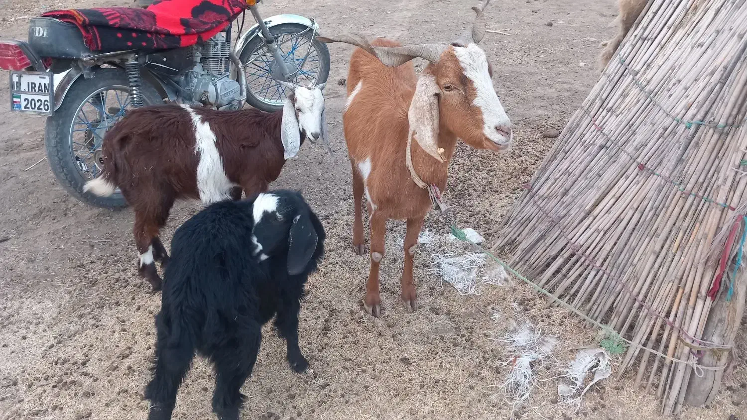 مراوه تپه گوگدره|حیوانات مزرعه|مراوه, |دیوار