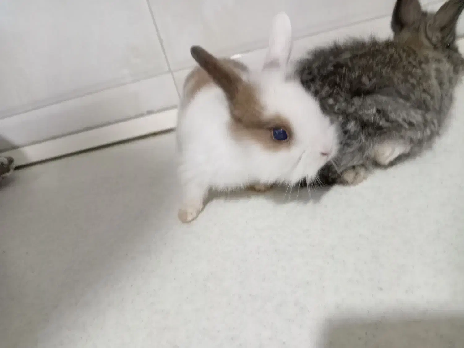 بچه خرگوش|موش و خرگوش|قائمشهر, |دیوار