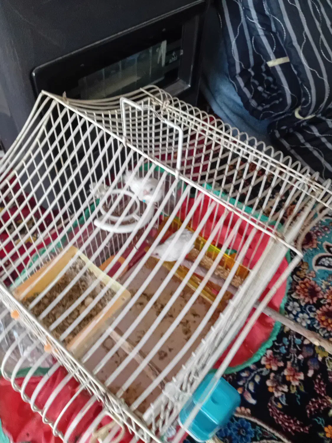 فنچ بنگالی.سهره ماده|پرنده|کرمانشاه, |دیوار