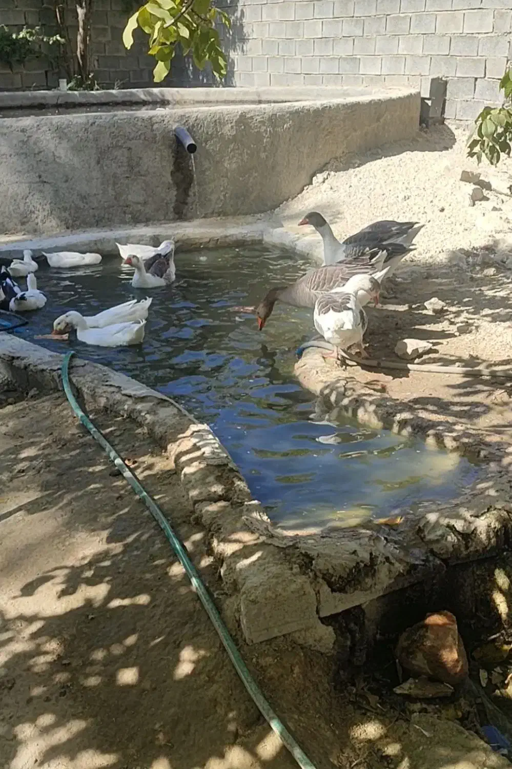 غاز و مرغابی|حیوانات مزرعه|یاسوج, |دیوار