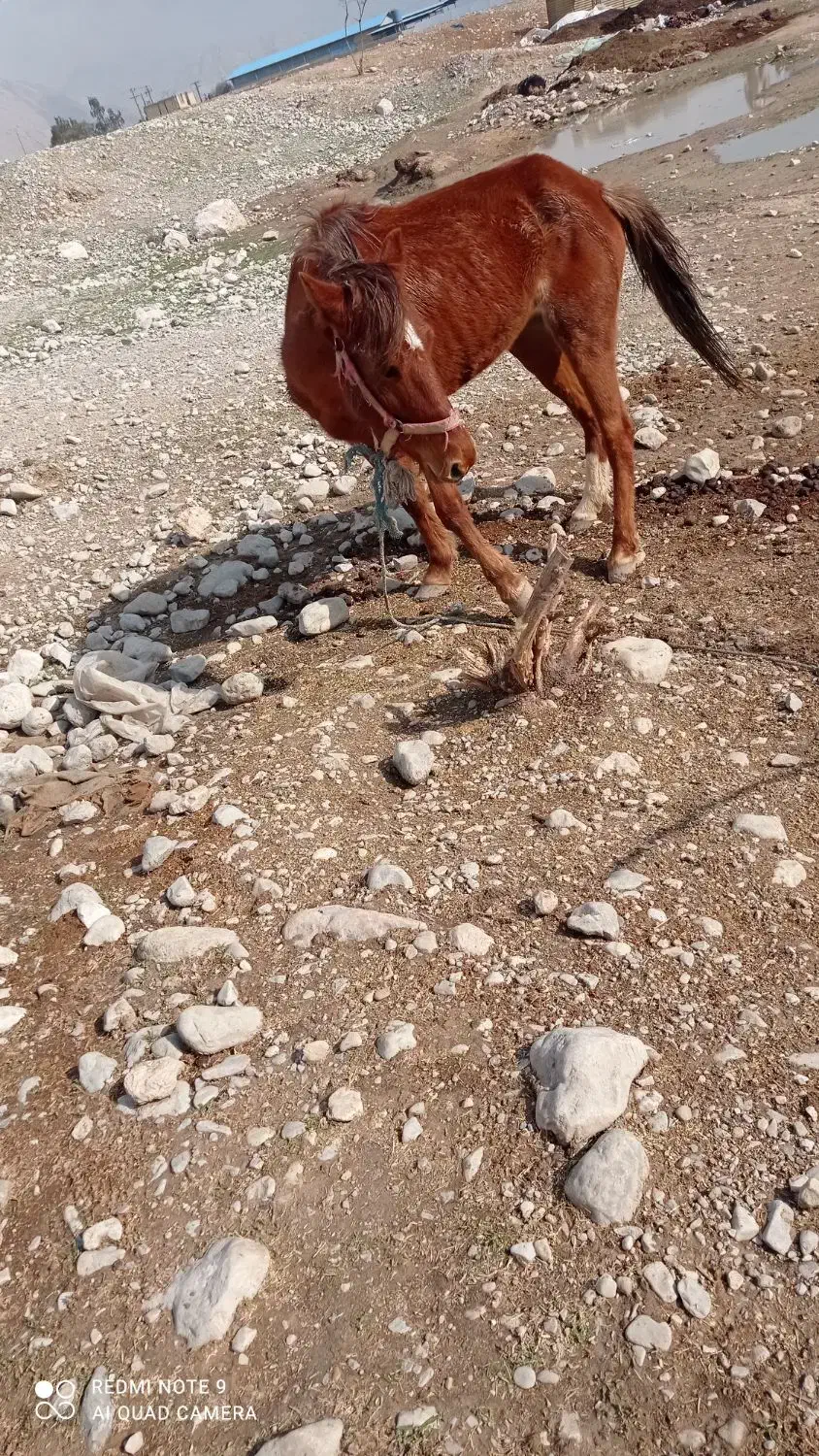 اسب فروشی|اسب و تجهیزات اسب‌سواری|دوگنبدان, |دیوار