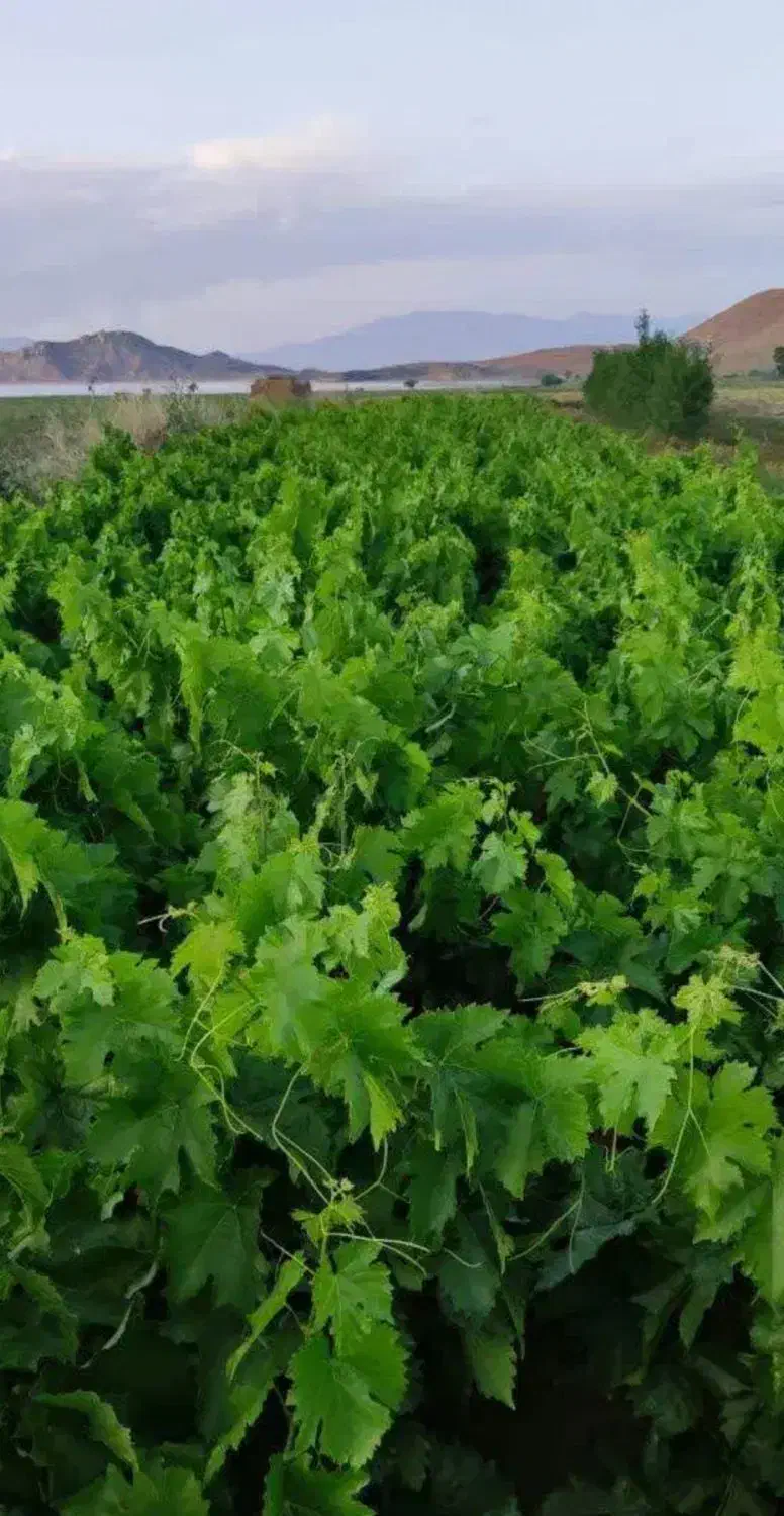 نهال انگور،مویز،گردو،گیلاس|خدمات باغبانی و درختکاری|تبریز, |دیوار