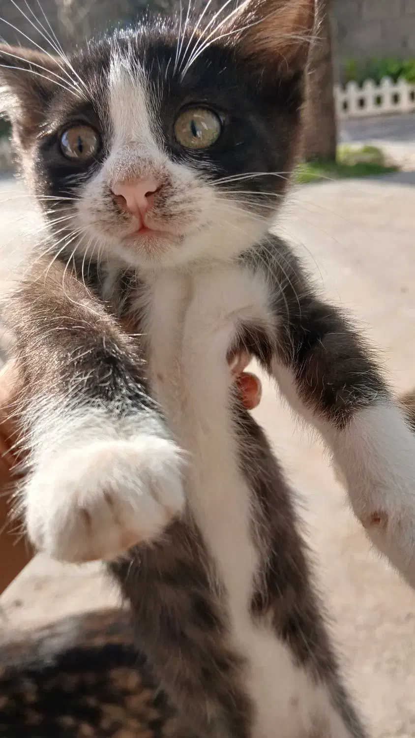 ۳ماهه|گربه|آستانه اشرفیه, |دیوار